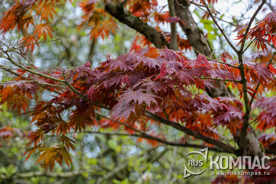   (Acer palmatum)