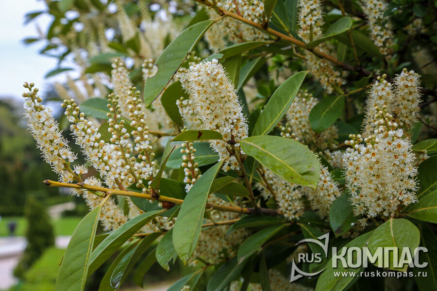 ������ ���������� (Prúnus laurocérasus)