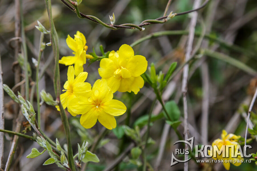 ����� ������� �����