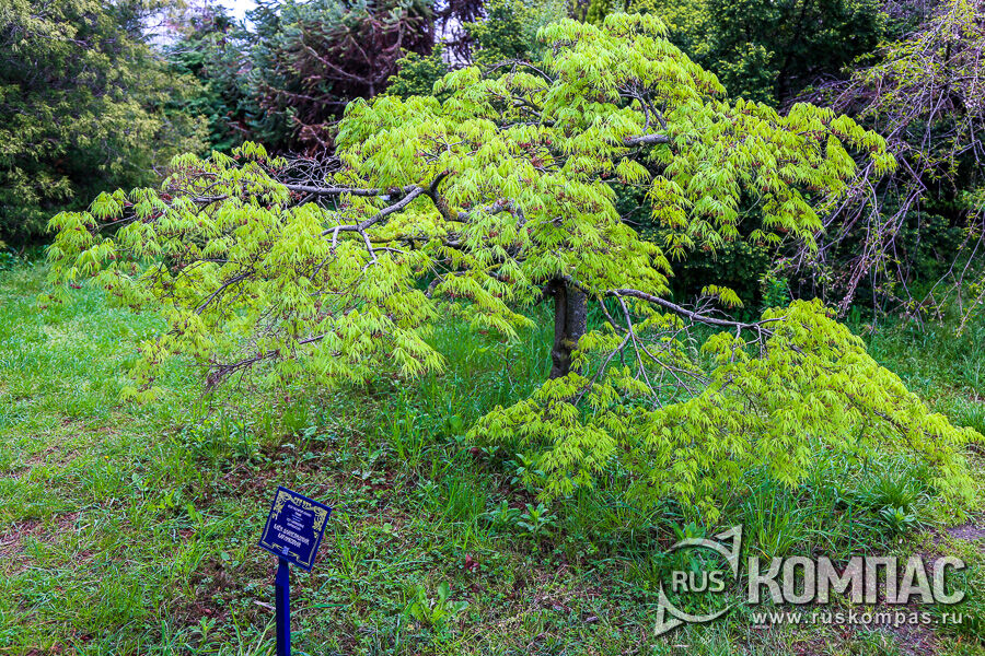 ��� ����������� (Acer palmatum) � �������� ��������