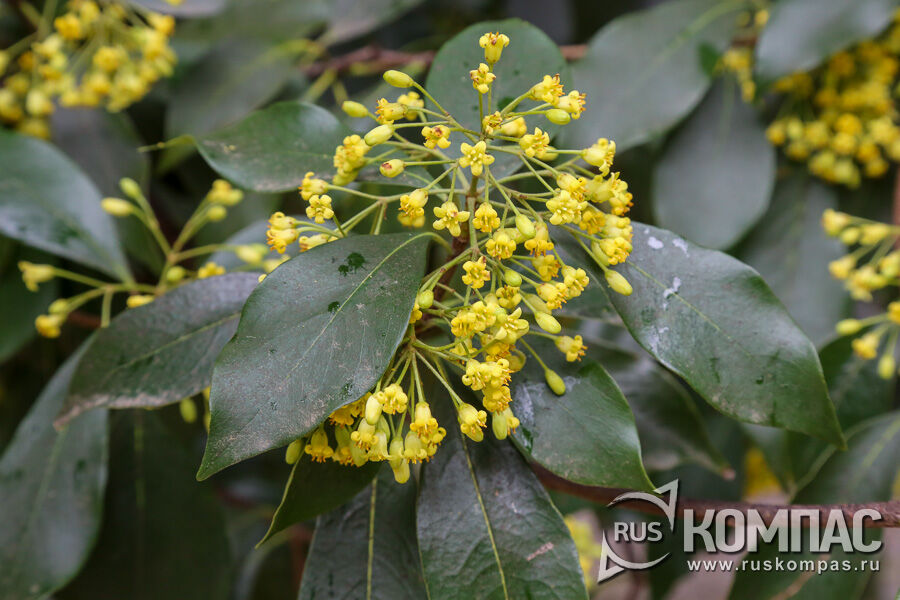 ������������� ��������������� (Pittosporum floribundum) - ��������