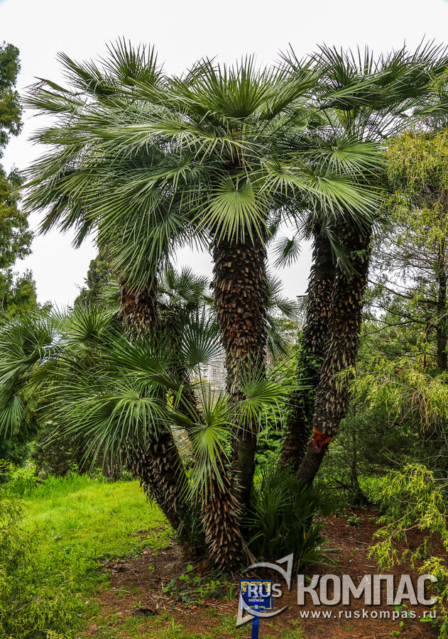 �������� ����������� (Chamaerops humilis)