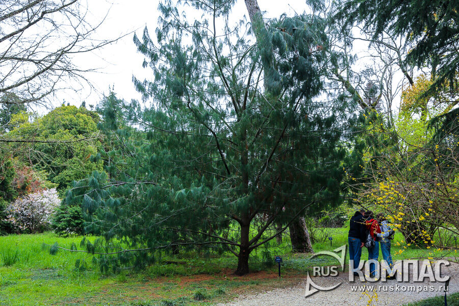 ����� ������, ����� ��������� (Pīnus armāndii)