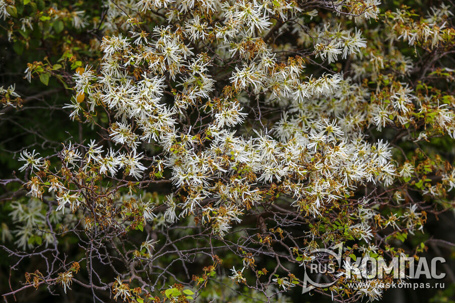 ����� ��������������� ���������� ������ (Loropetalum �hinense)