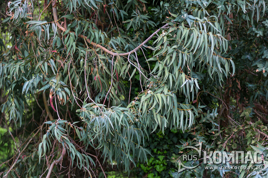 ��� ���� ����� ���������