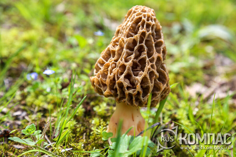 ������� ��������� (Morchella esculenta)
