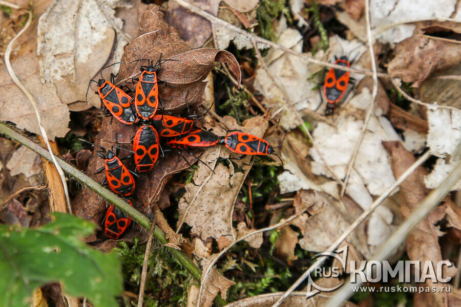 ����-�������� (Pyrrhocoris apterus)