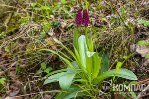     (Orchis purpurea)