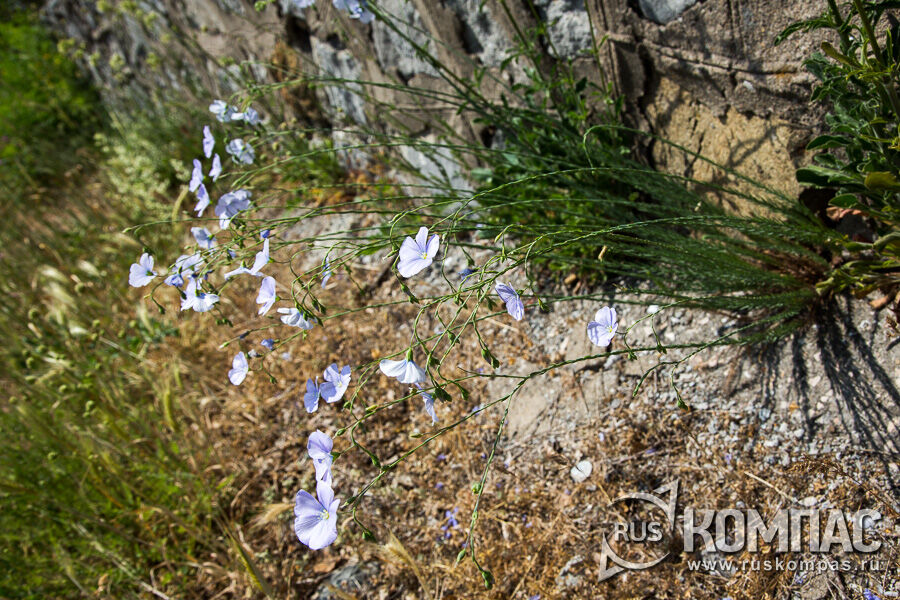 ��� ����������� (Linum austriacum) ��������