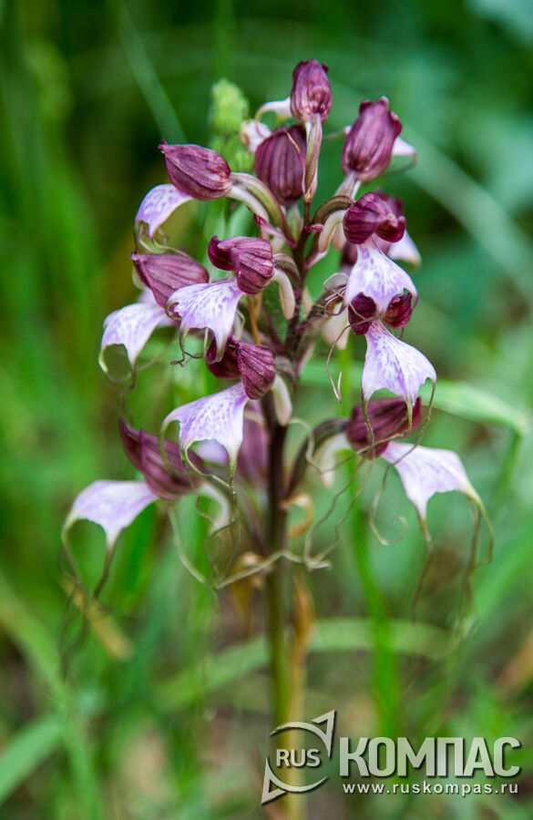 �������������� ������� (Himantoglossum comperianum)