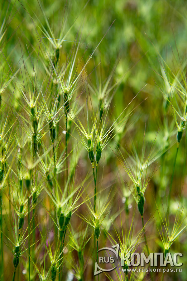 ���� ������� ���������� (Aegilops geniculata)