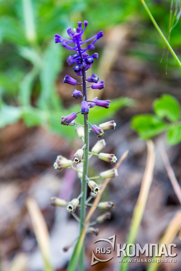 ��������� �������� (Bellevalia modesta)