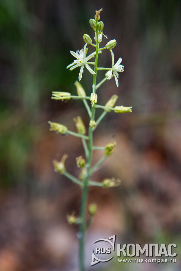 ������������ ����������� (Ornithogalum pyrenaicum)