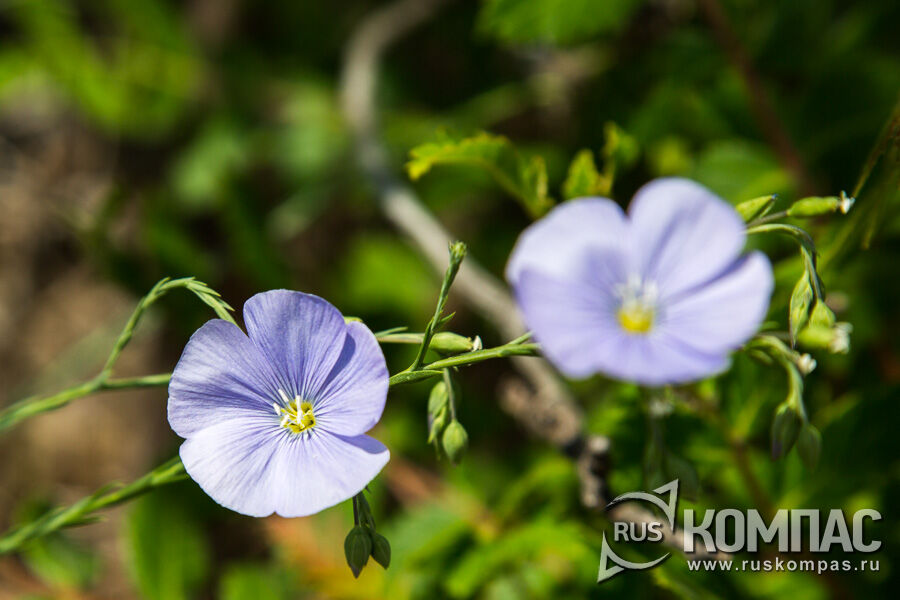 ��� ����������� (Linum austriacum) - �����