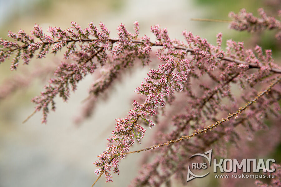 ����� ���������� ���������� (Tamarix ramosissima)