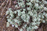   (Odontarrhena obtusifolia)