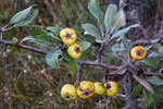   (Pýrus elaeagrifolia)