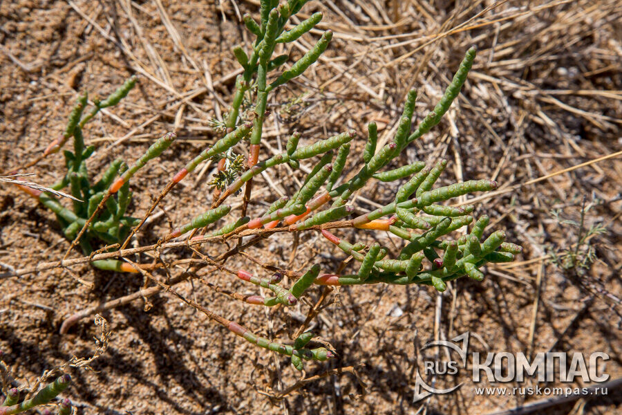 ������� ������������ (Salicornia prostrata Pall.)