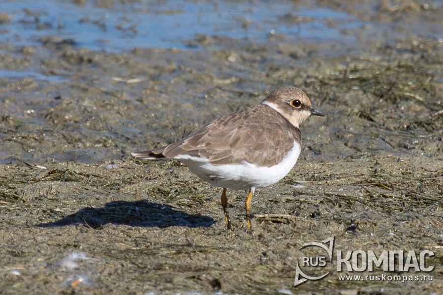 ����� ��� (Charadrius dubius curonicus)