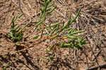 ������� ������������ (Salicornia prostrata Pall.)