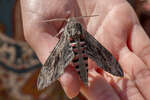������� ��������� (Agrius convolvuli)