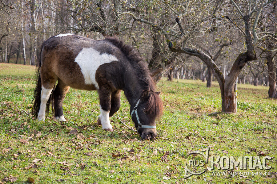 �� ���������� ������� ����� ������, ����, ����, ����, ������ � �����