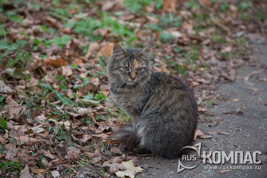 ��������� ��� ���������