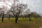 Около 40 гектаров площади усадьбы Ясная Поляна занимают яблоневые сады