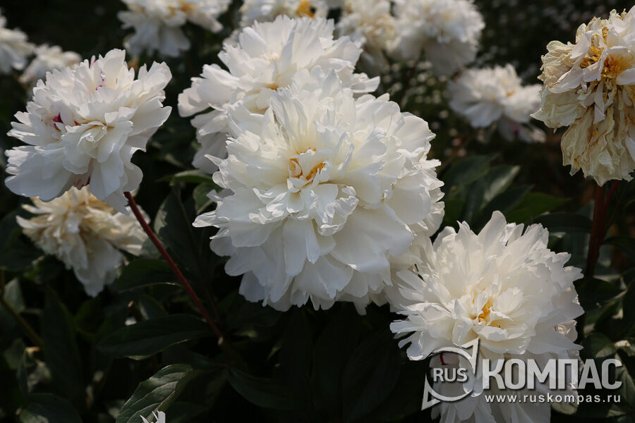 ���� ����� ����� ������� �������� (�������� �.�. , 1957 ���)