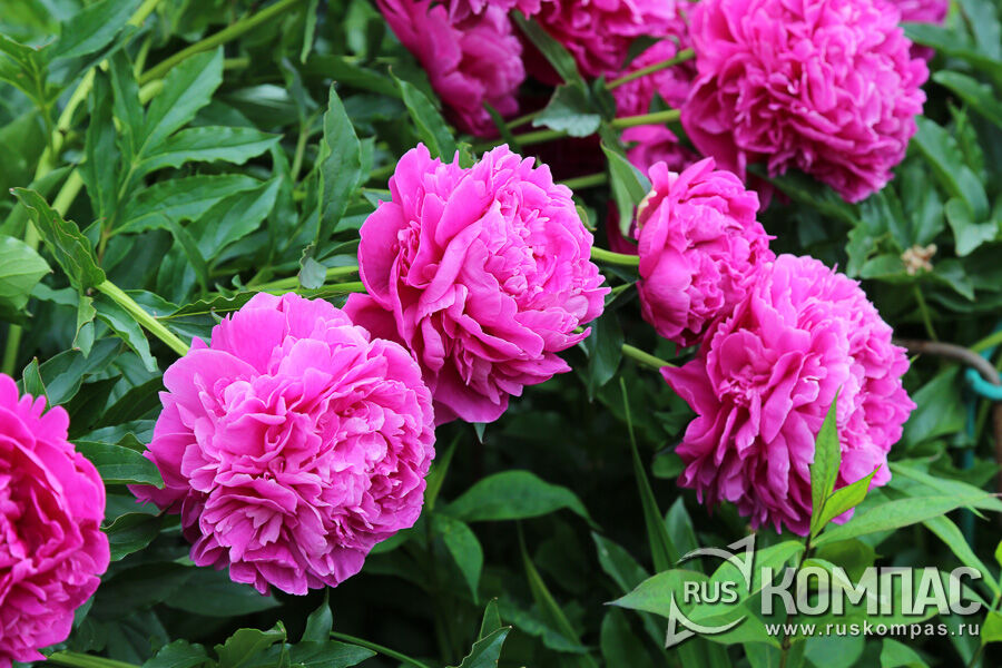 ����������� ���� ����� Eleanor (Winchell, 1946�, ���)