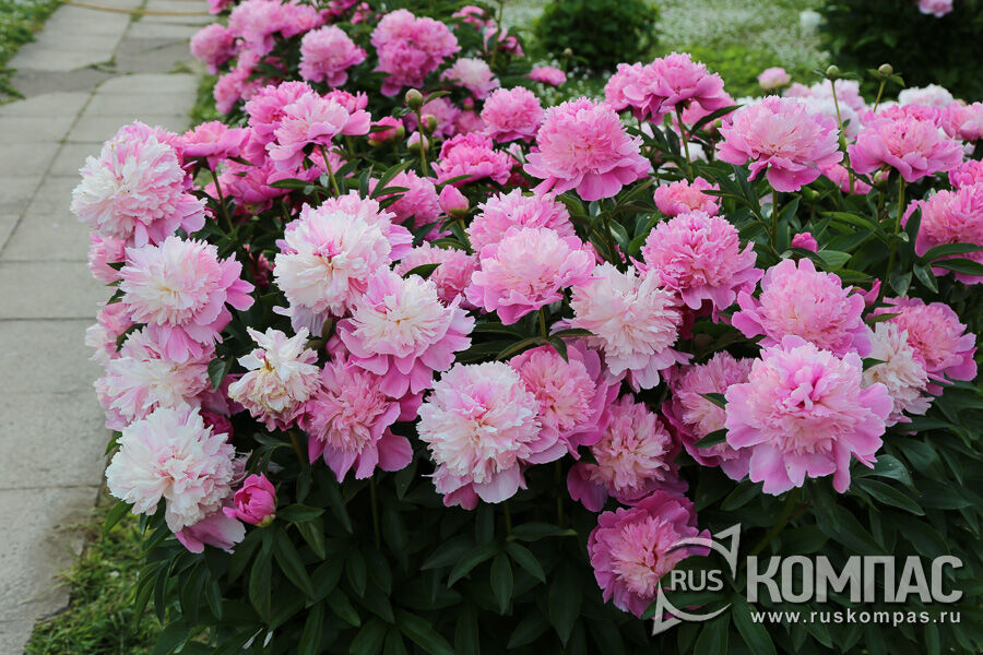 ���� ����� Coral Pink (Sass, 1937�., ���)