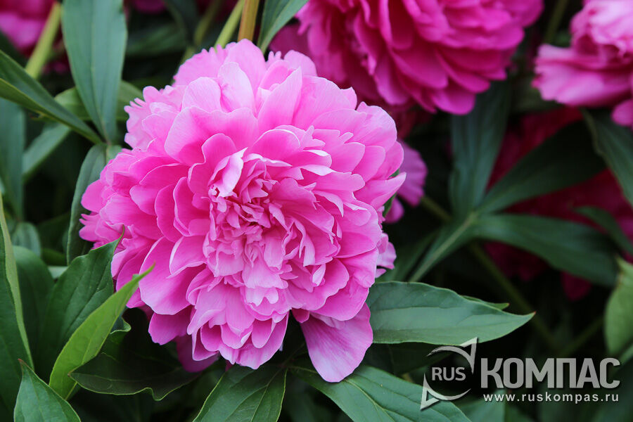 ���� ����� ������� (�������� ���������, 1957 �., ����)