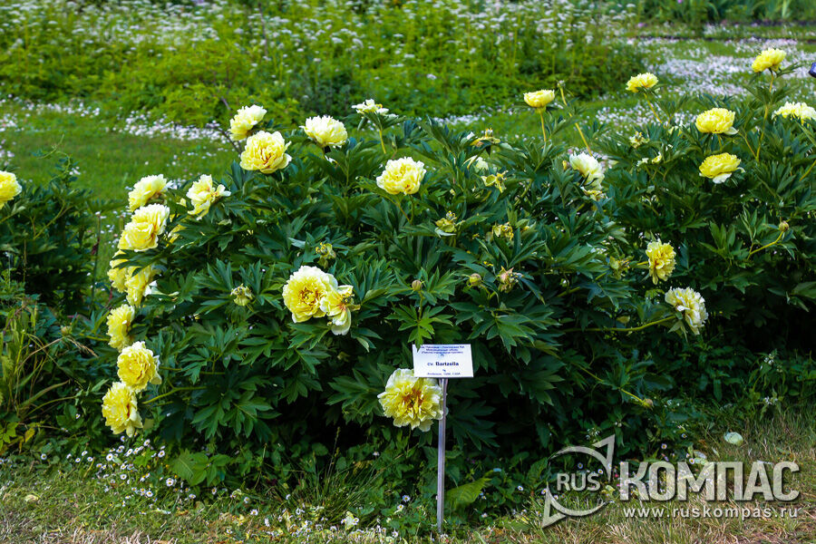 ���� ���-������ ���������� (Bartzella, ������ ��������, 1968 �., ��� )