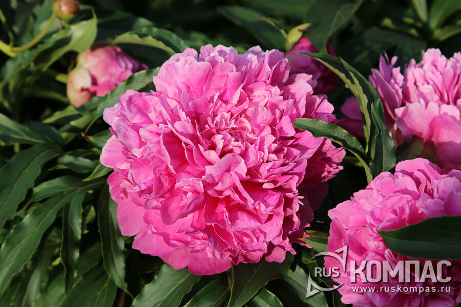 ���� ����� ������� (�������� �������� �.�., 1952 ���) �������� �� ������ ��� ����������, �� � ��� ������