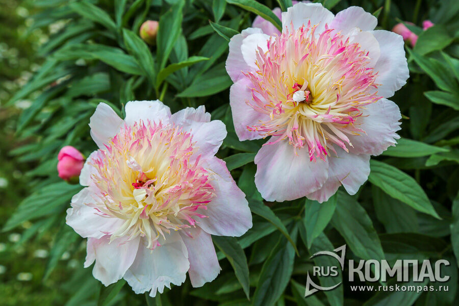 ���� ���������� �������� (Zhemchuzhnaya Rossyp�, �������, �����, 1989, ����)