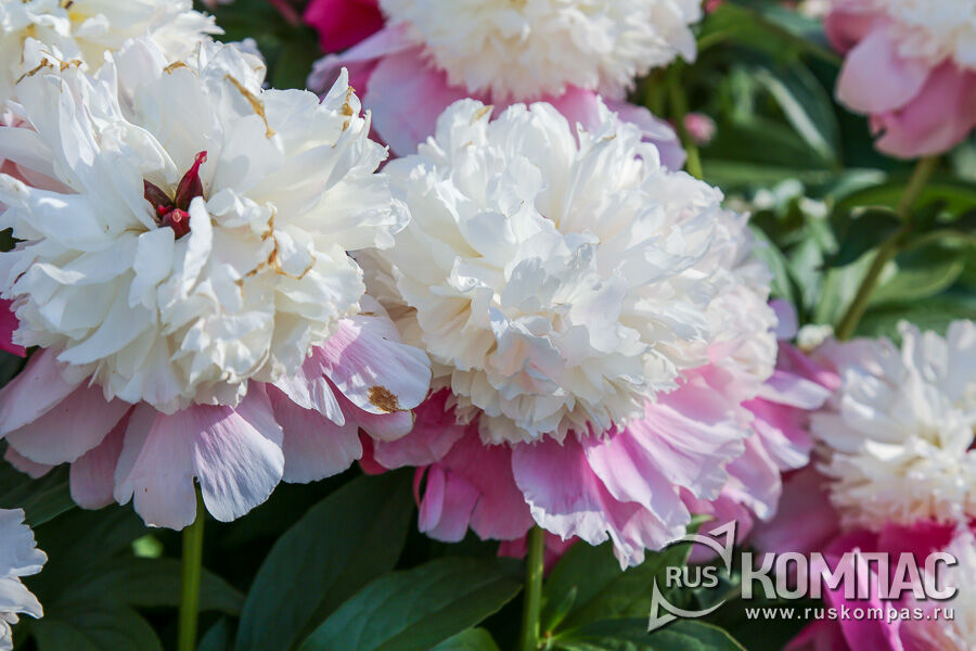 ���� ����� �Cora Stubs� � ��������� ������������, ������-������ ������� ��������� ����