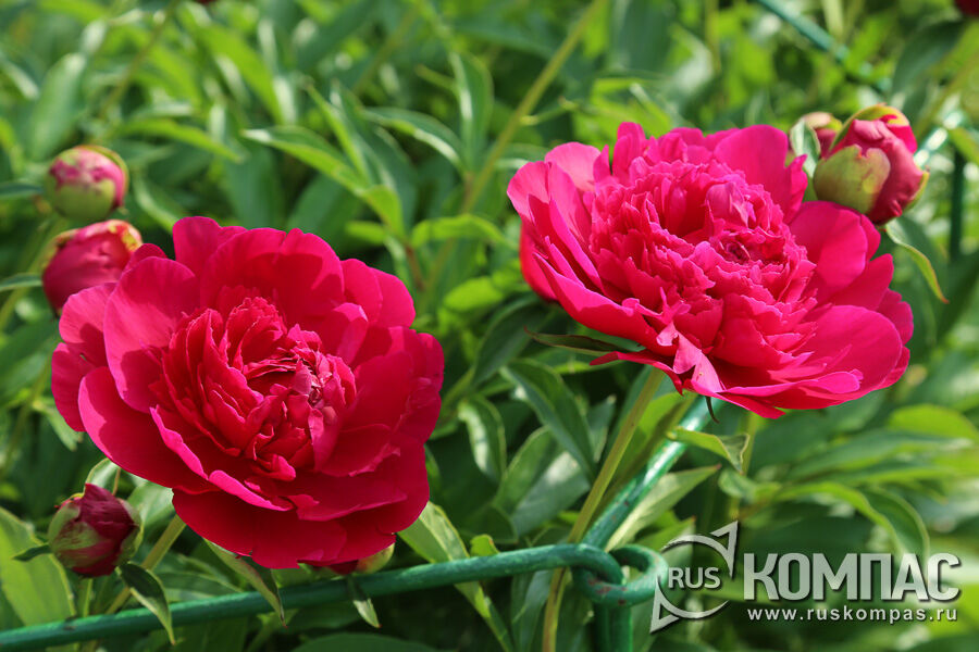 � ������ ������ ����� ������ ���� ��������� �� ����� � XVII ����