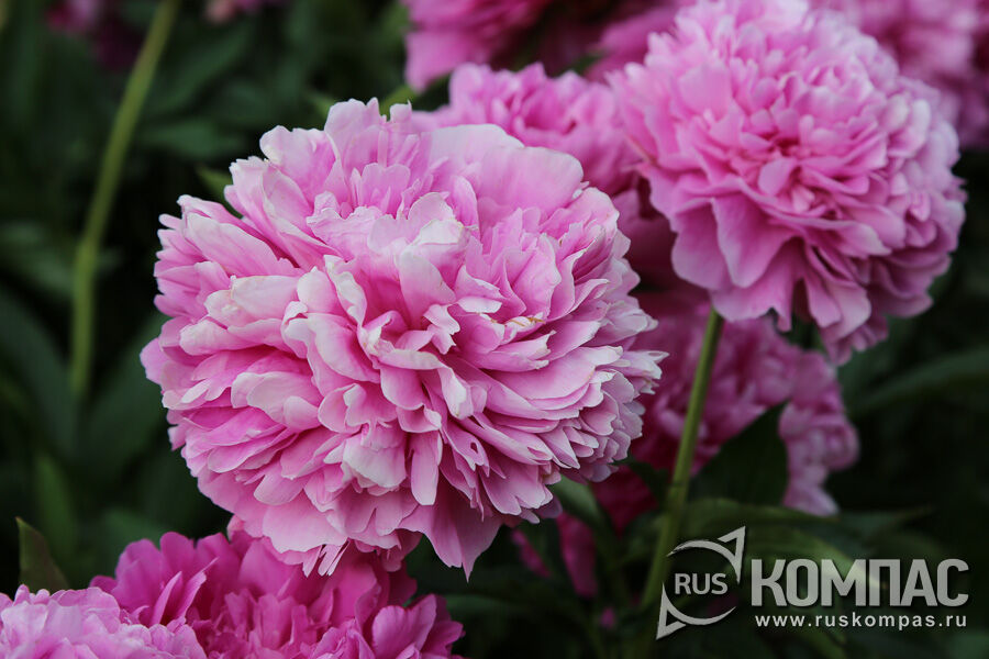 ���� ����� ���������, ���������� �������� ���������� ��������� � 1963 ����