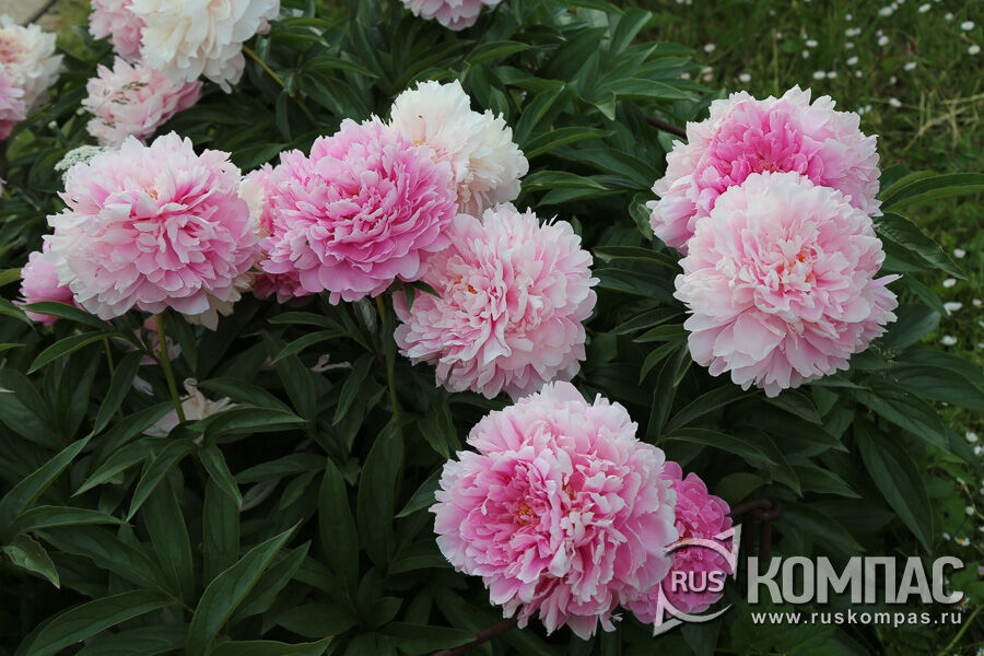 ���� ����� ������ �������� (Paeonia �Ensign Moriarty�, Lins, 1948�. ���)