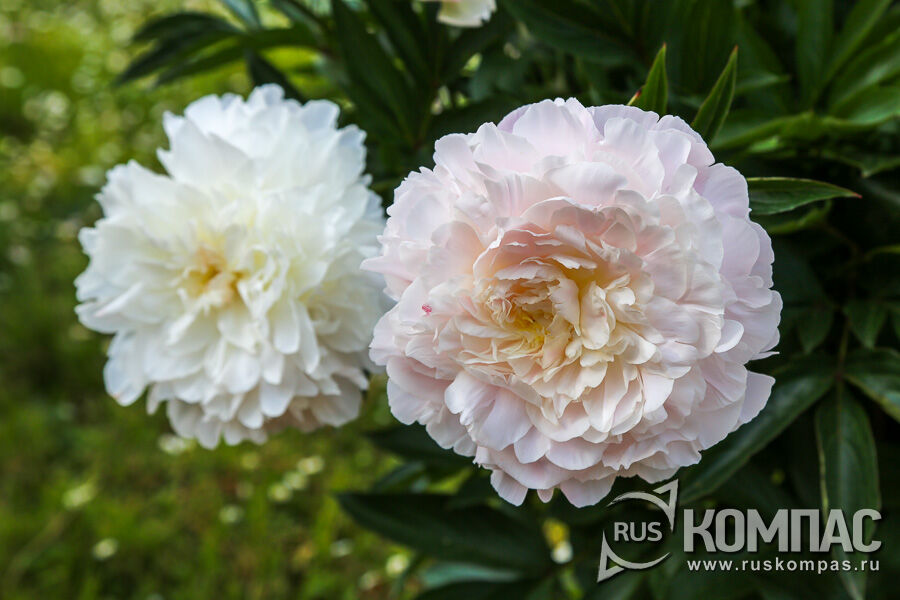 ���� ����� Solvejg (��������), �������� �.�. �������� (V.F. Fomitchewa), 1961 ���