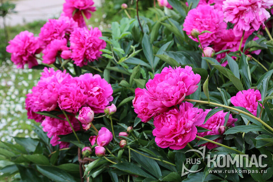 ���� ������������ ���� ����� ������� (�������� ���������, 1957�., ����)