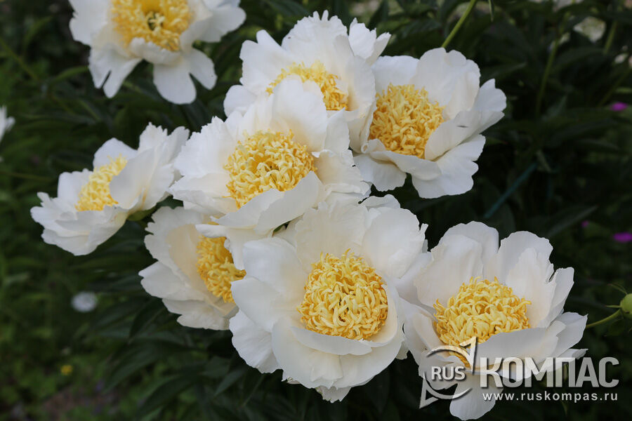 �������� ����� ������ ����� ����� Moon of Nippon, ���