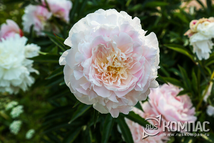 ���� ���������� ��ѻ (�������� �.�.,1959, ����)