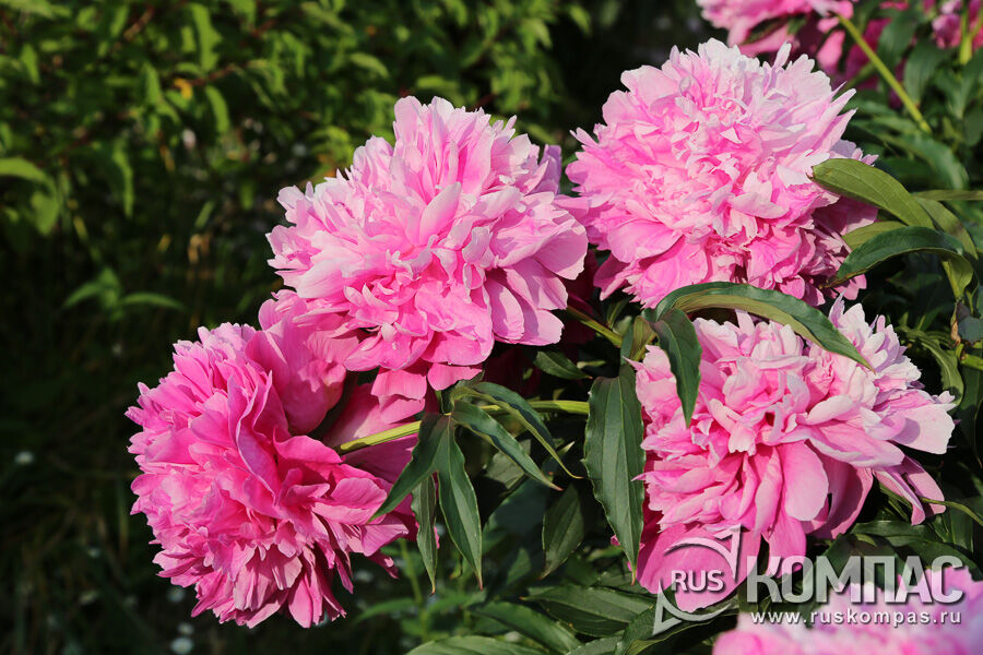 � ������� ������ ����� ����� ������� ��������� ��������� ���� ����� ������