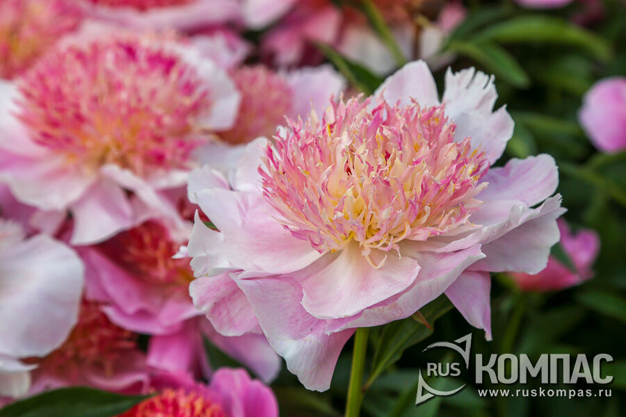 ���� ���������� �������� (Zhemchuzhnaya Rossyp�, �������, �����, 1989, ����)