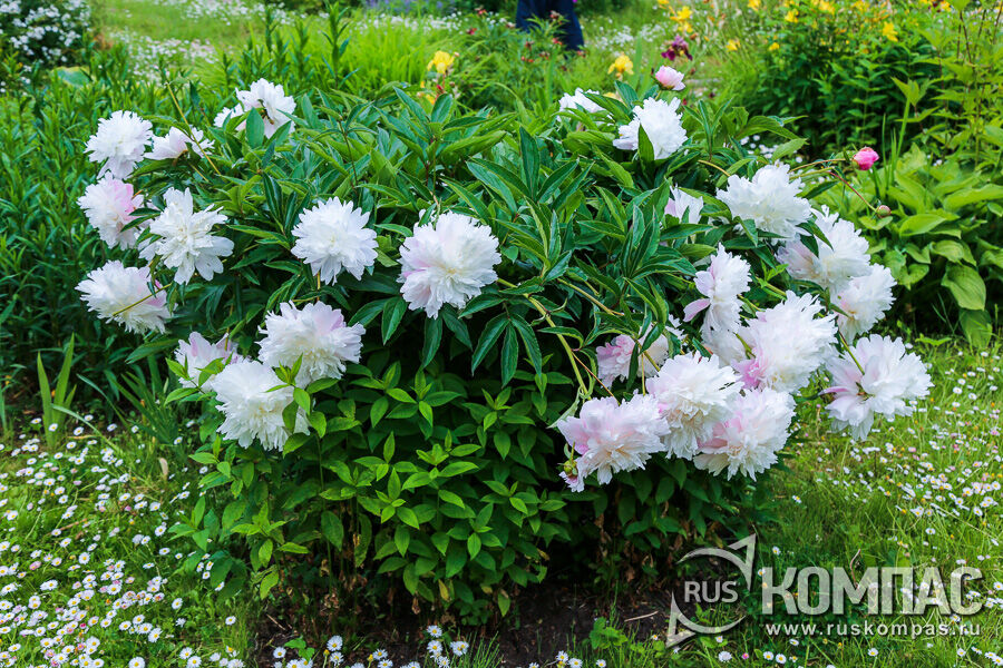 ����������� ���� � ������-�������� �������