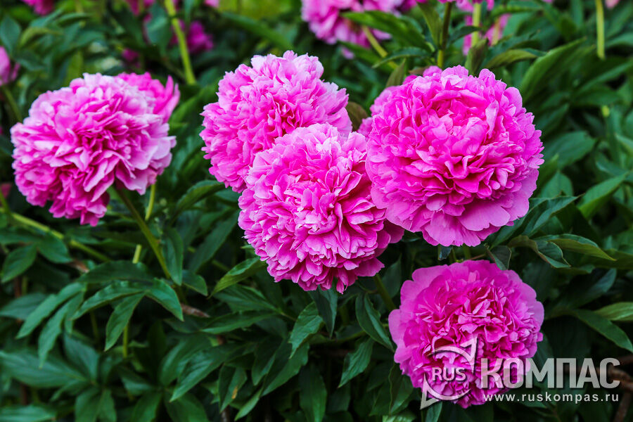 ���� ����� ��������� (��������, 1963 ���)