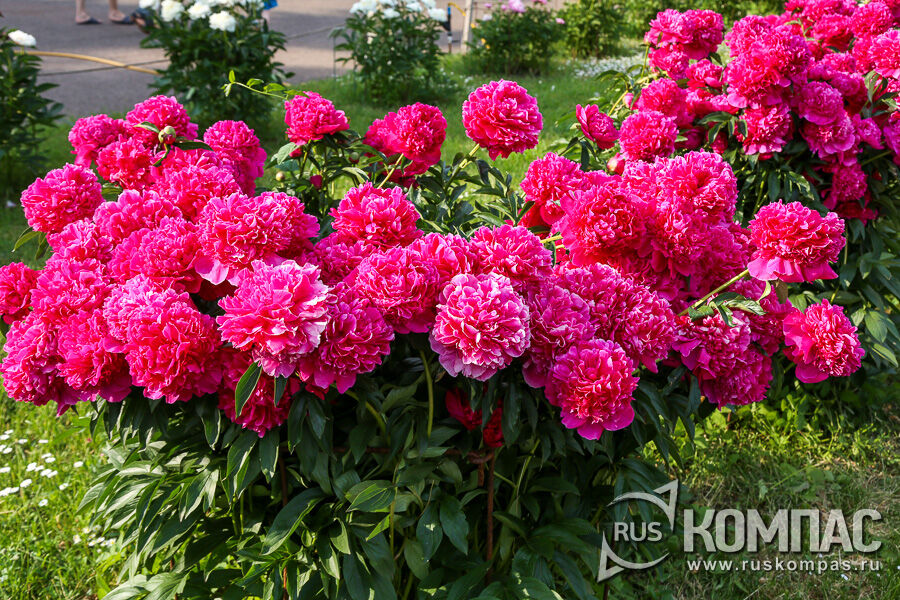 ���� ����� ������ ����� ������������� ������������ ������� �. ��������, 1942 �.