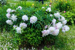 Травянистый пион с бледно-розовыми цветами
