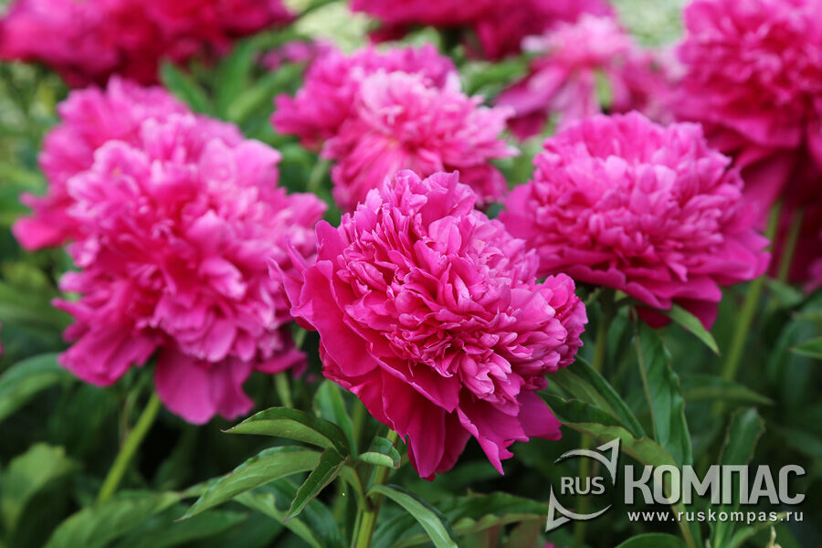 ���� ����� ������ (�������, 1957�.)